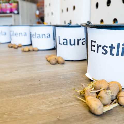 Eckfleth Pflanzkartoffel