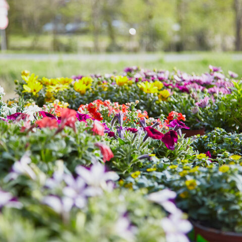rwg-wesermarsch-baustoffhandel-garten-blumen