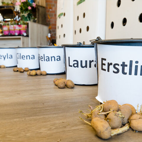 rwg-wesermarsch-futter-pflanzenbau-kartoffeln