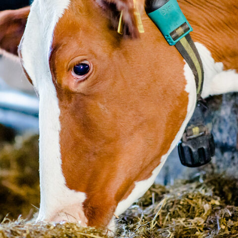 rwg-wesermarsch-grundfutterhandel-kuehe