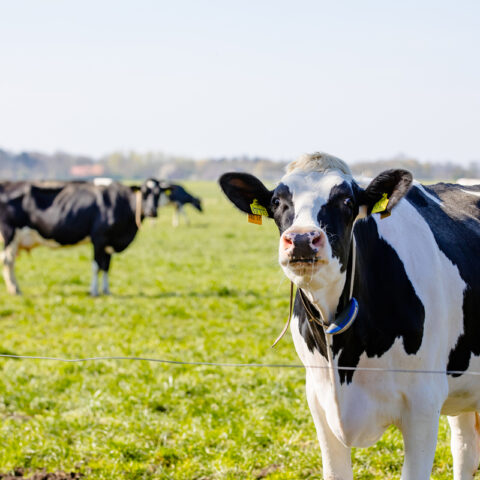 rwg-wesermarsch-startseite-viehhandel