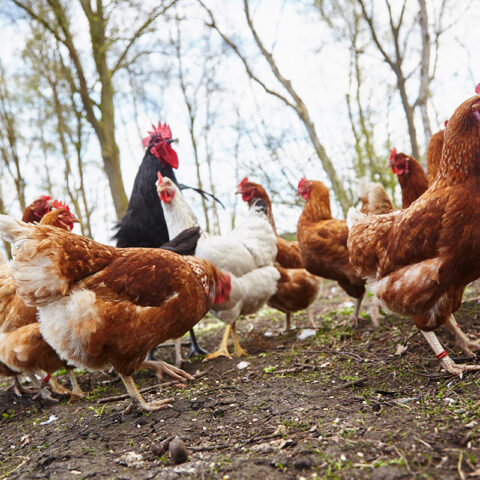 rwg-wesermarsch-viehhandel-huehner