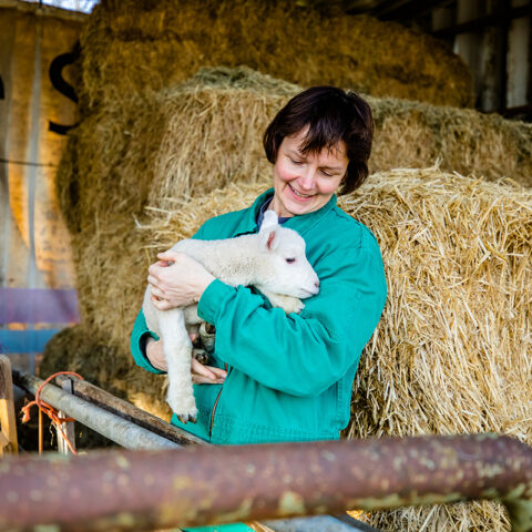 rwg-wesermarsch-viehhandel-mitarbeiterin-lamm